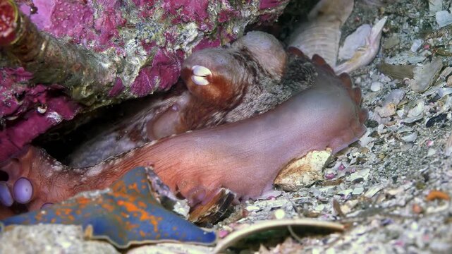 Observe majestic octopus nestled among vibrant pink coral and shells. Striking blue and orange nudibranch gracefully glides nearby in Sea of Japan's captivating underwater world, showcasing ocean life