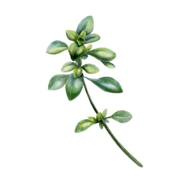 Thyme sprig in watercolor illustration. Green thymus vulgaris for organic cough syrup packaging, herbal antiseptic label design, holistic medicine branding and botanical apothecary clipart art
