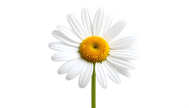 Single Daisy Flower Isolated on White Background.