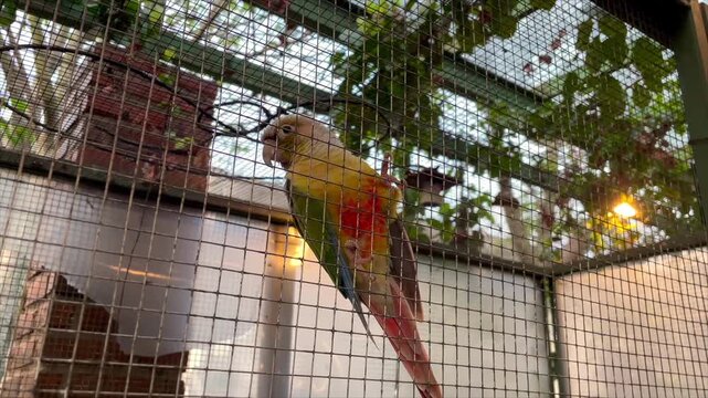 Green cheek conure parrot climbing on a wire cage