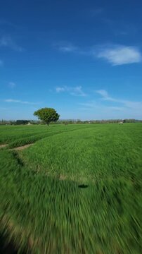 FPV drone aerial view of a fast low pass over blooming yellow rapeseed fields in rural Yorkshire