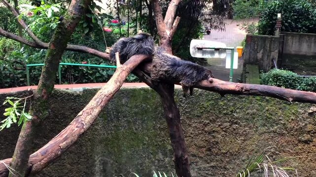 Binturong or bearcat sleeping on a tree branch in a park