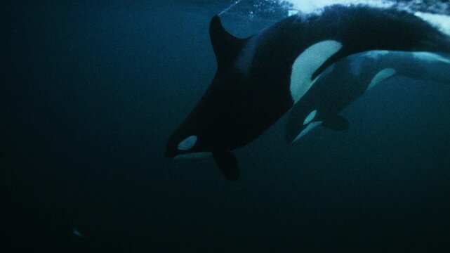 Closeup underwater of orca pod diving down into depths, gliding beneath Arctic ocean surface, slow motion