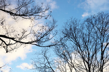Obraz premium Winter tree silhouette with branches against sky