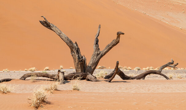 Desiccated tree at Sesriem in the Namib desert, Namibia, Africa