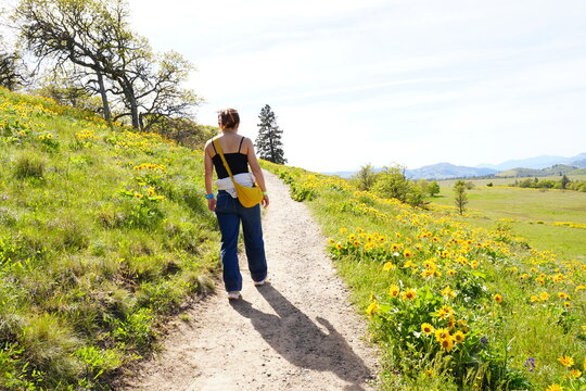 Woman hiking through a spectacular field of yellow balsamroot wildflowers in full bloom at Rowena Crest in the Columbia River Gorge, Oregon