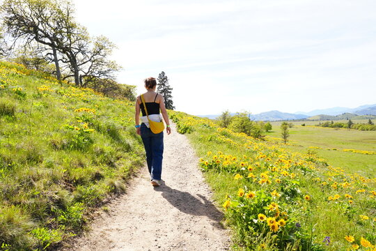 Woman hiking through a spectacular field of yellow balsamroot wildflowers in full bloom at Rowena Crest in the Columbia River Gorge, Oregon