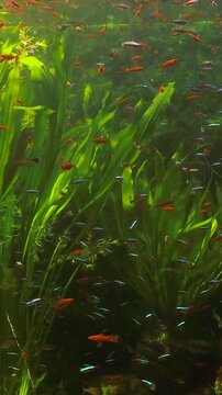 Exotic freshwater fish species including paracheirodon innesi and xiphophorus swimming through dense vegetation inside a large oceanarium tank, vertical video