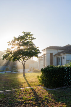 Rays of morning light streaming through mist between tree beside suburban home