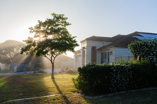 Rays of morning light streaming through mist between tree beside suburban home