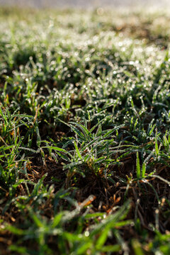 Dew drops on grass