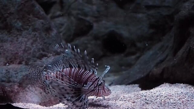 Beautiful striped lionfish in a saltwater aquarium at a modern oceanarium, detailed view of the spines and fins of a venomous pterois fish, marine biology and tourism concept horizontal video