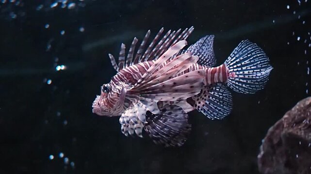  A lionfish gliding through the clear water of a professional oceanarium tank, dramatic lighting highlighting the beautiful patterns of this invasive marine species, horizonal video