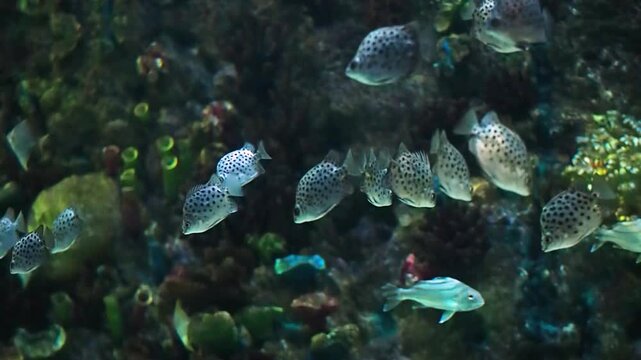 School of spotted scat fish swimming in a large oceanarium tank with artificial coral reef background, exotic silver fish with black spots in a public marine exhibit, underwater horizonal video