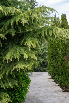 the sweeping branches of a deodar cedar or similar conifer in the foreground, framing a stone path lined with tall cypress trees