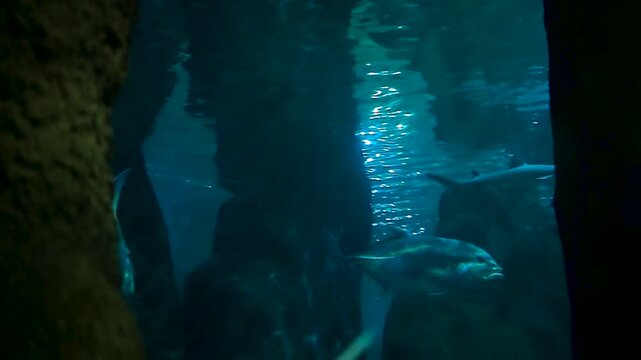 School of large caranx fish and a shark swimming together in a massive oceanarium tank, horizontal video of predatory marine life in a public aquarium exhibition, blue underwater background