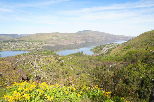 Yellow Balsamroot Flowers or Oregon Sunflowers in Full Bloom at Rowena Crest Landscape - ロウェナ・クレストの黄色い花 バルサムルート または オレゴンサンフラワー  春の風景
