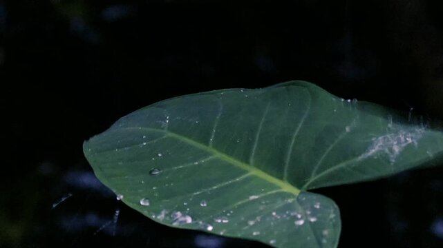 Close-up of taro leaf (colocasia esculenta) with water droplets in tropical rain on dark background