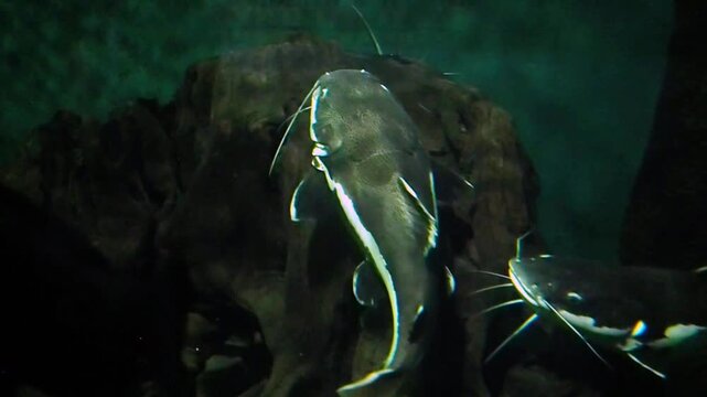 Huge catfishes swimming in a dark freshwater tank at a public oceanarium, horizontal video in a large aquatic exhibit, predatory river fish exhibition
