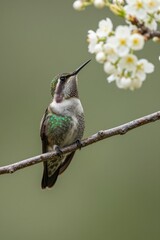 Obraz premium Hummingbird Perched on Flowering Branch in Natural Light