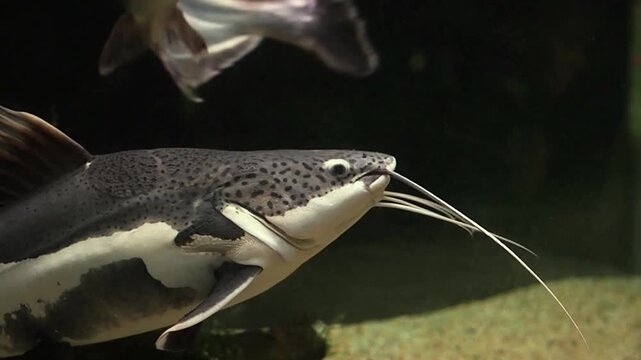 Close up horizontal video of exotic freshwater catfish with long whiskers gliding through a deep water display inside a city oceanarium gallery, view of a giant predator in a professional aquarium