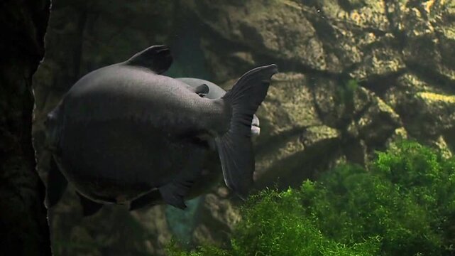 Horizontal video of large black pacu fish swimming in a freshwater tank at a public oceanarium, giant amazon river fish colossoma macropomum in a professional aquatic exhibition display