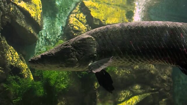 Horizontal video of a giant arapaima gigas fish swimming in a freshwater tank at a public oceanarium, a river monster in a large aquatic exhibit with green plants and rocks background