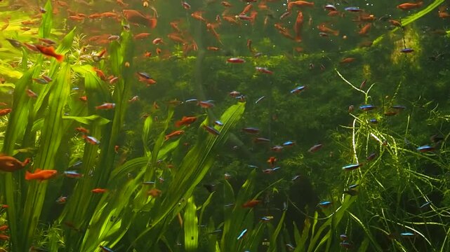 School of neon tetra and swordtail fish swimming in a tank at an oceanarium, horizontal video of vibrant tropical community aquarium with green aquatic plants exhibition
