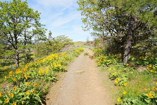 Yellow Balsamroot Flowers or Oregon Sunflowers in Full Bloom at Rowena Crest Landscape - ロウェナ・クレストの黄色い花 バルサムルート または オレゴンサンフラワー  春の風景
