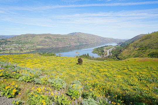 Yellow Balsamroot Flowers or Oregon Sunflowers in Full Bloom at Rowena Crest Landscape
