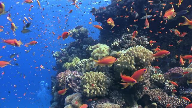 A vibrant journey deep in Fiji's waters. Witness gentle nurse sharks and their remora companions exploring a magnificent coral reef.