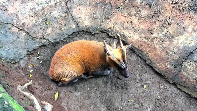 Barking deer or muntjac resting on the ground in wildlife park