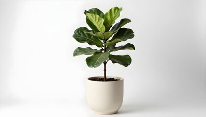 Fototapeta premium Fiddle leaf fig plant in a simple cream pot against a clean white background