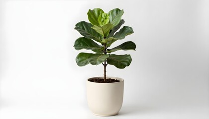 Fototapeta premium Fiddle leaf fig plant in a simple cream pot against a clean white background