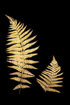 Gold fern leaves flora isolated on black background. Nature zen abstract design symbol for decorative purposes for greeting card.