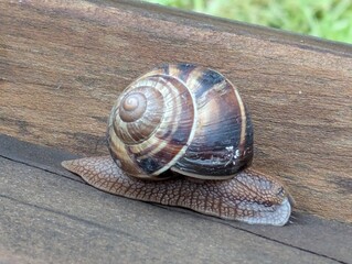 A snail gliding on a rain-soaked wooden surface, macro shot capturing moisture and organic texture after a downpour.   © gloria