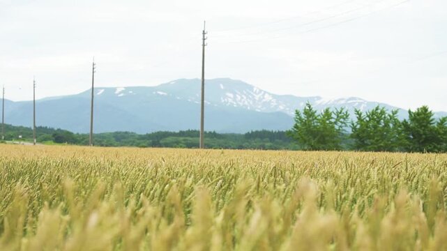 月山高原の小麦畑