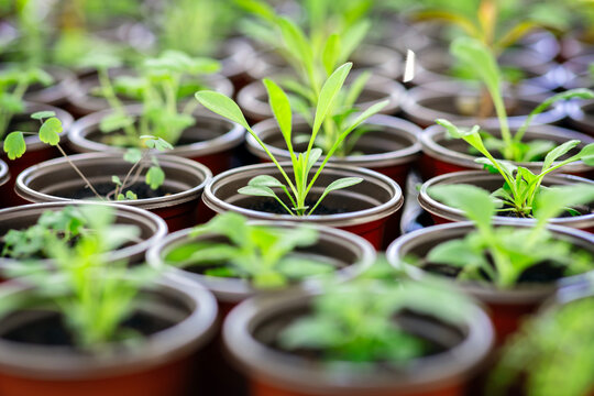 Growing young seedlings in plant pots, growth and gardening concept