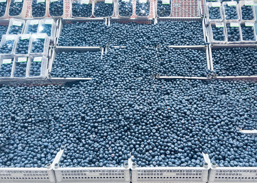 Fresh blueberries in market crates abundant harvest display, selective focus