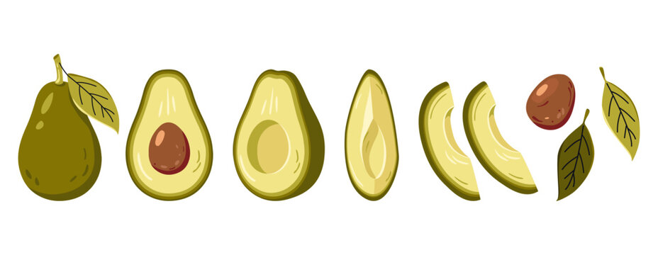 Set of green avocado fruits with halves, slices, stone and leaf isolated on light background. Vector illustration of healthy organic food elements.