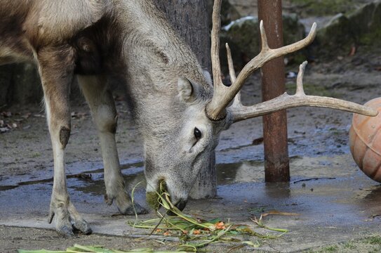 Pere David's Deer Eating Grass in Zoo Rare Endangered Species