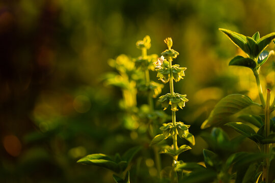 Green basil flower going to seed in backyard vegie garden