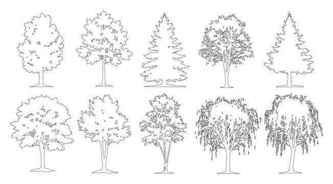 Minimal style cad mixed weeping willow conifer and deciduous tree line drawing, Side view, set of graphics trees elements outline symbol for architecture landscape design. Vector illustration. forest 