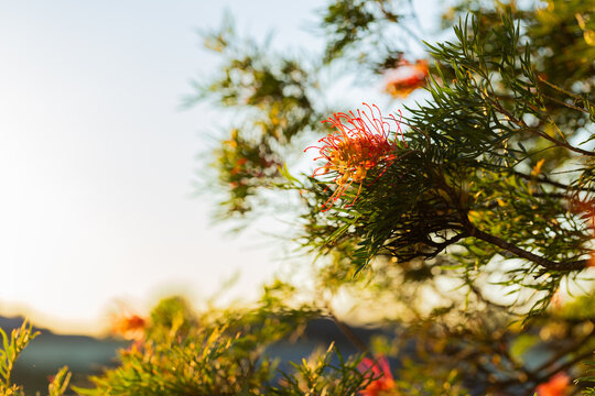 Sunset light on orange yellow native Australian grevillea flower