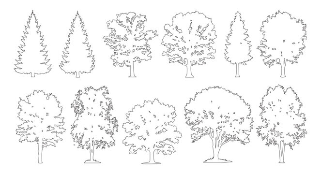 Minimal style cad mixed spruce and broadleaf tree line drawing, Side view, set of graphics trees elements outline symbol for architecture landscape design. Vector illustration. forest garden section
