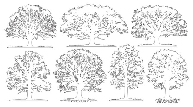 Minimal style cad oak tree with roots line drawing, Side view, set of graphics trees elements outline symbol for architecture landscape design. Vector illustration. outdoor forest garden section