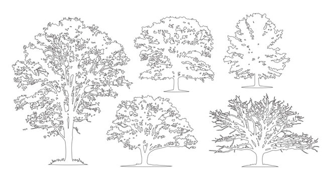 Minimal style cad spreading broadleaf tree line drawing, Side view, set of graphics trees elements outline symbol for architecture landscape design. Vector illustration. forest garden section
