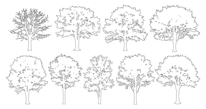 Minimal style cad deciduous tree line drawing, Side view, set of graphics trees elements outline symbol for architecture landscape design. Vector illustration. outdoor forest garden section