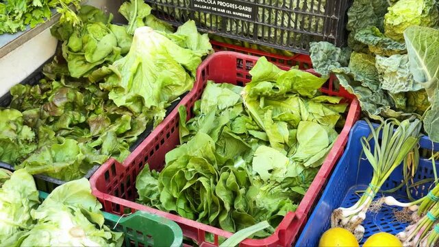 Fresh organic green lettuce heads in plastic crates at farmers market, leafy salad greens with savoy cabbage and spring onions, healthy raw vegan food harvest, local produce display, top view shot.