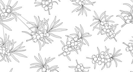 Fototapeta premium Monochrome seamless pattern of sea buckthorn branches and berries in a hand drawn line art style on a plain white background for eco design.